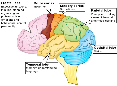 acquired adult brain cognition evaluation injury manual perception treatment vision acquired adult brain cognition evaluation injury manual perception treatment vision